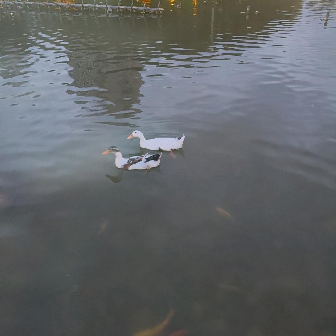涛哥