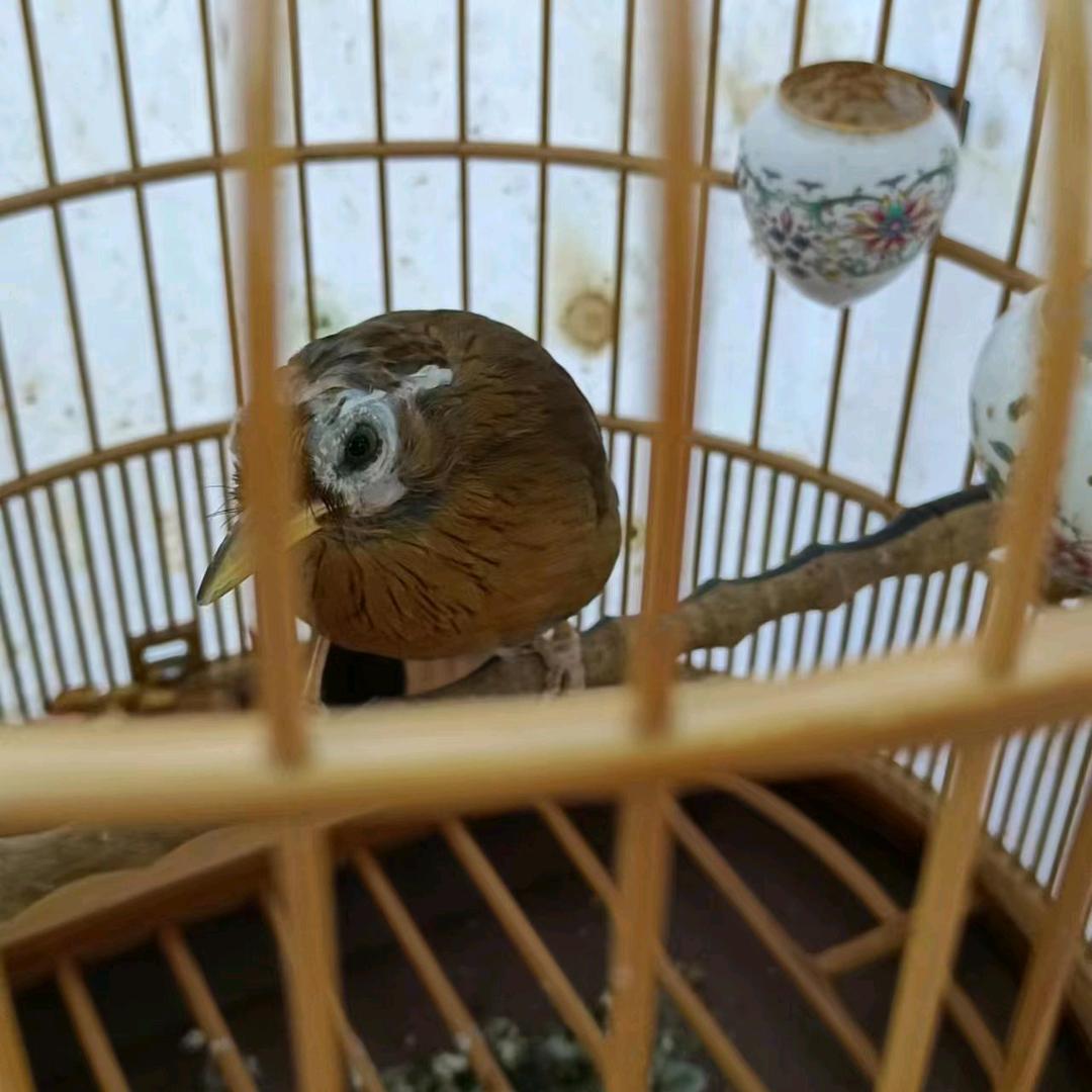 新晃杨哥画眉鸟食