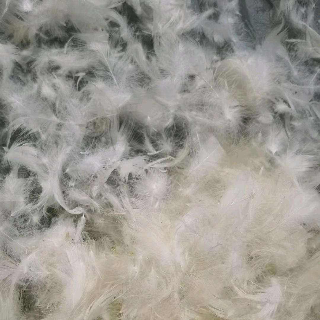 白鸡毛加工，白鸡毛收购