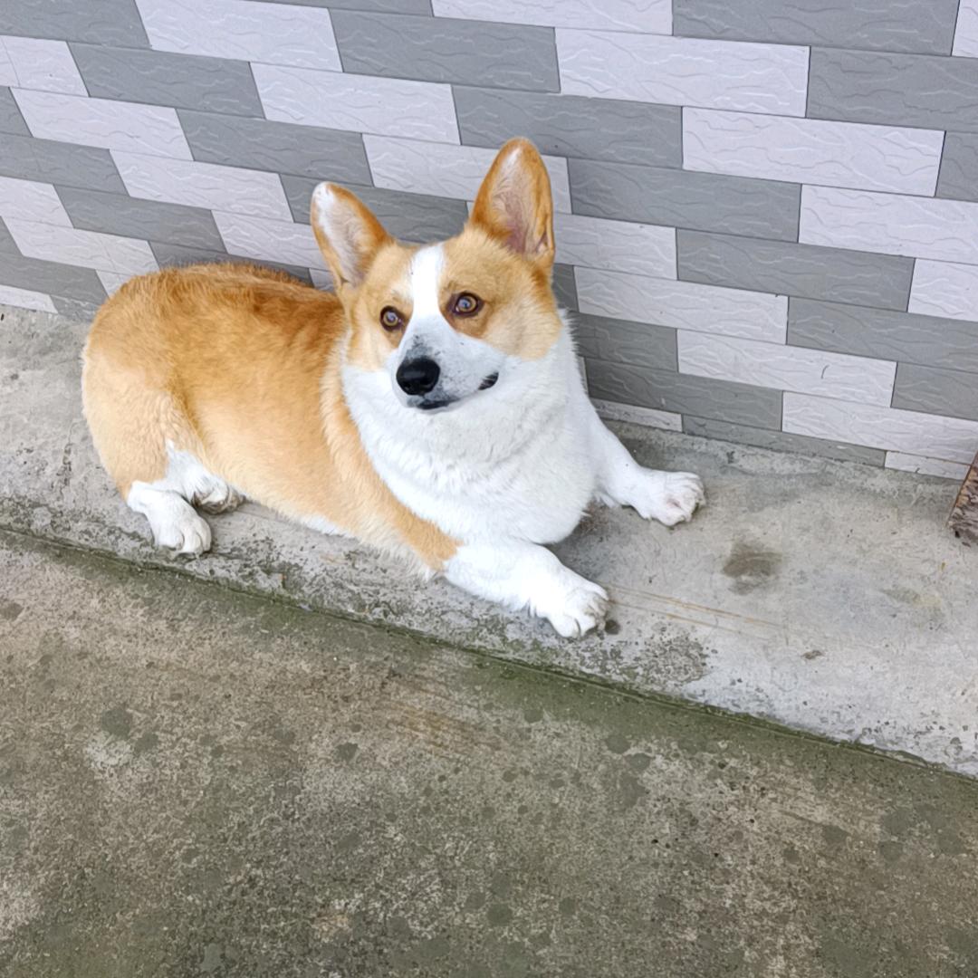 谷彩云