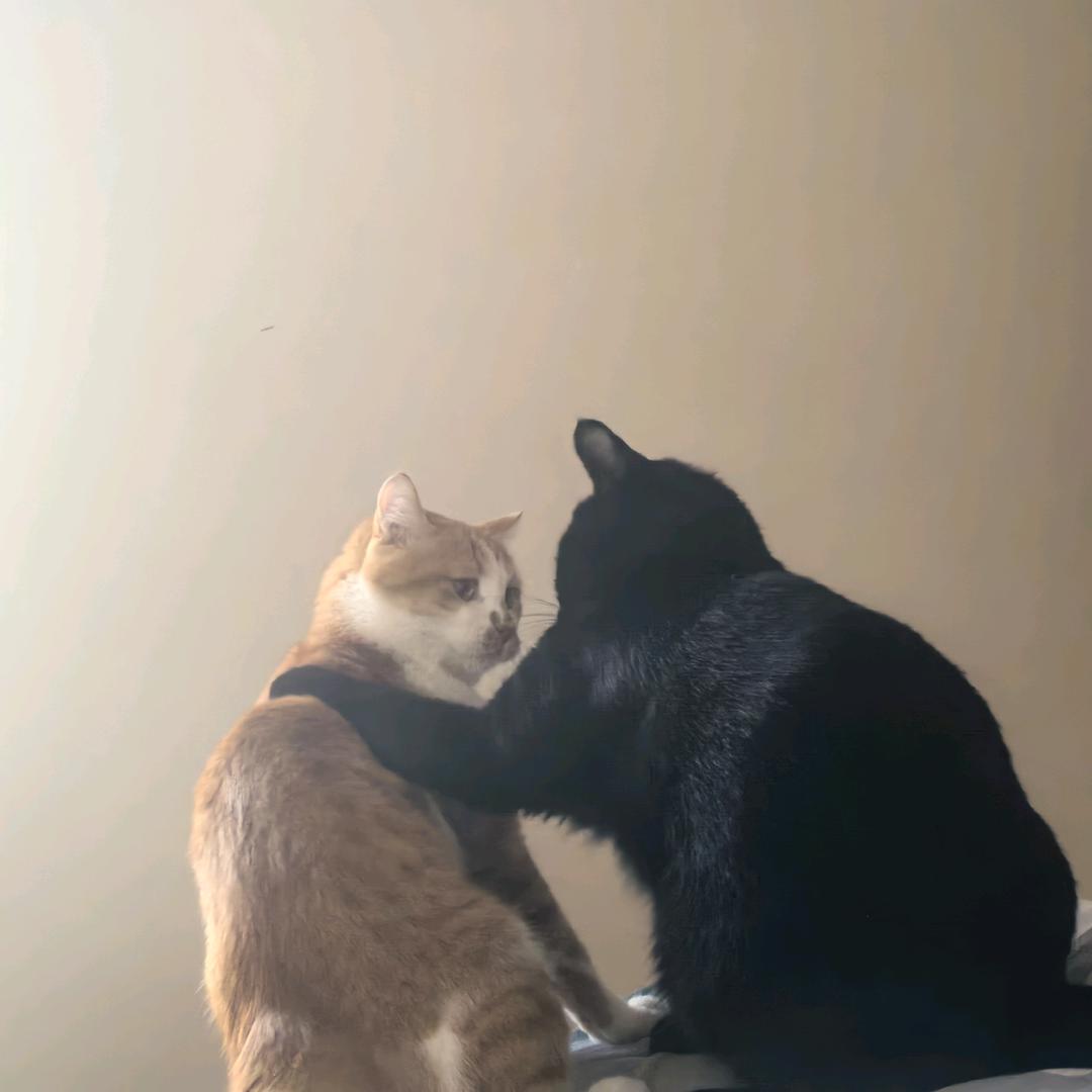 黑老大和皮小弟🐱