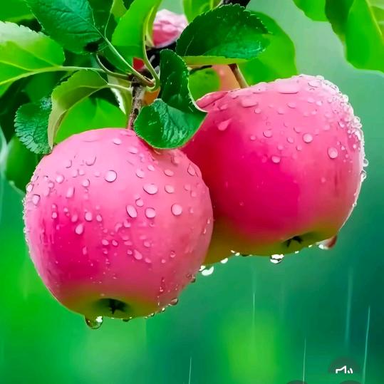 🍒浅若清风🍒💃