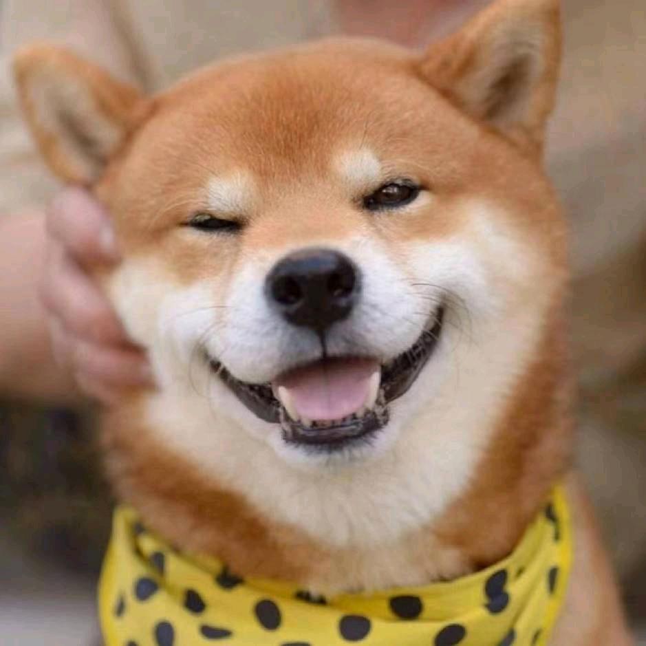 周弟宠物现场