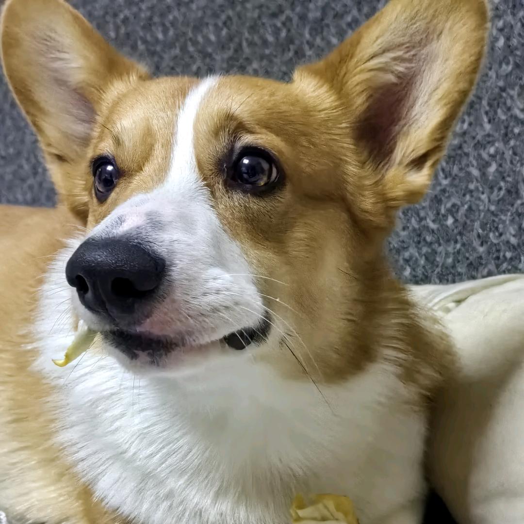 蛋挞是只柯基哇