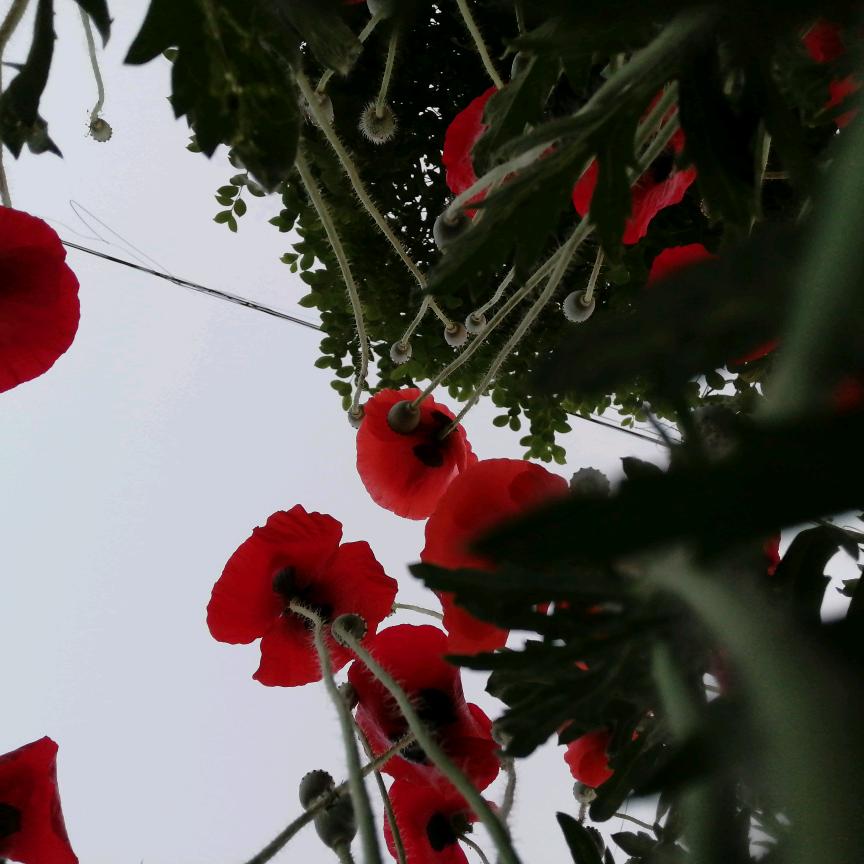一🌺米🌺阳光好人一生平安🌹