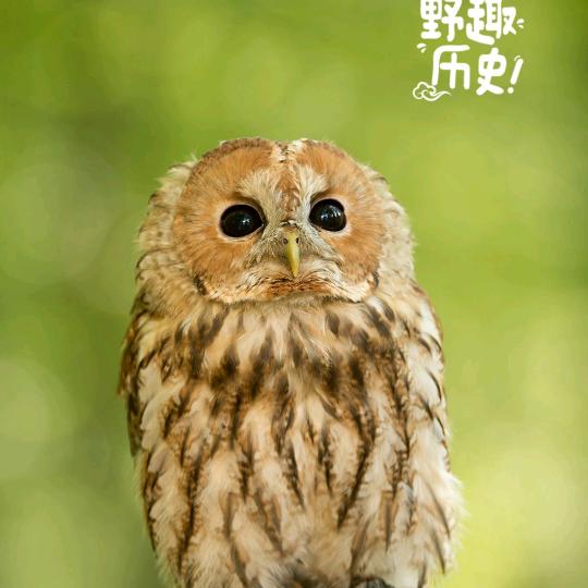 茉莉花开