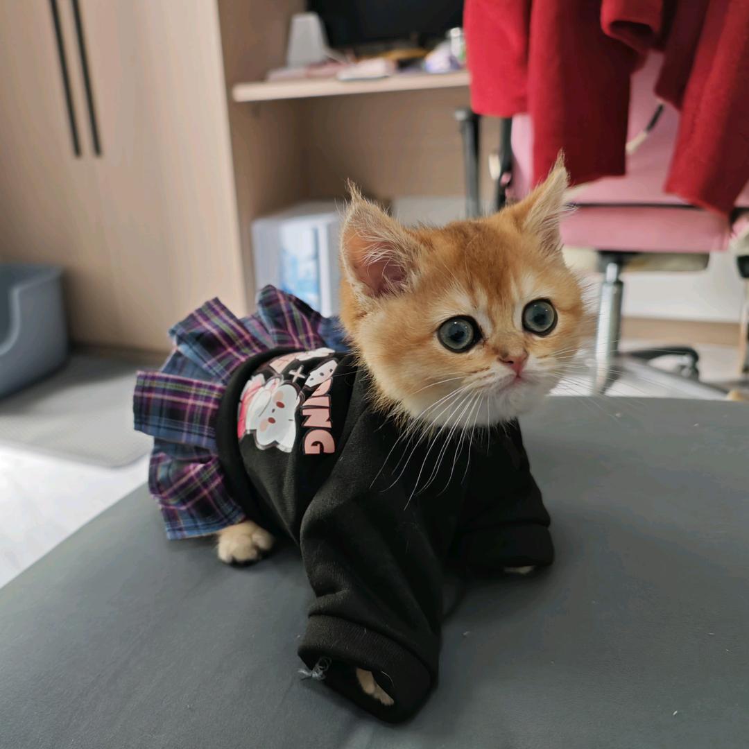 猫猫o.O