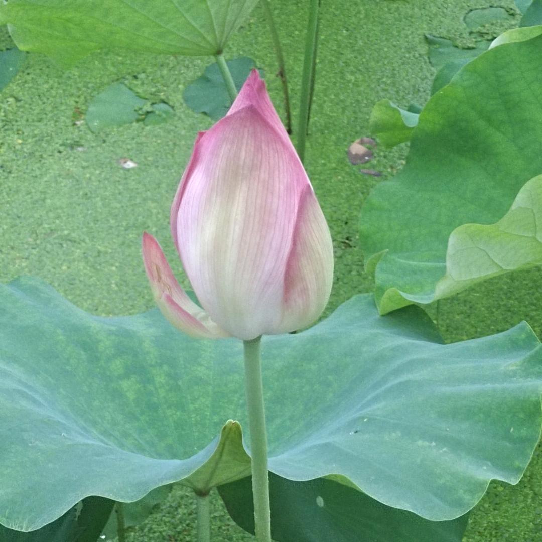 烟雨