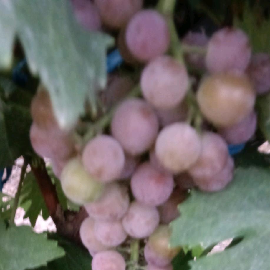 油桃葡萄🍇哥