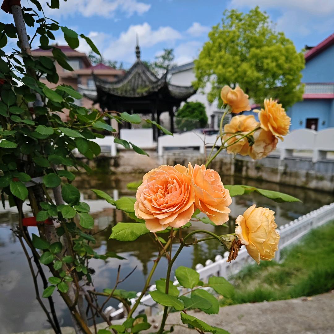 ༄༊別來無恙࿐