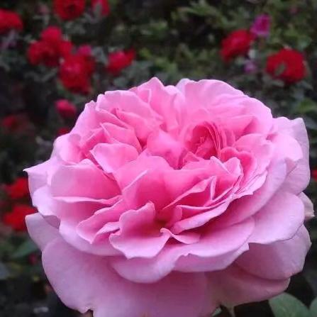 爱唱歌的老大爷