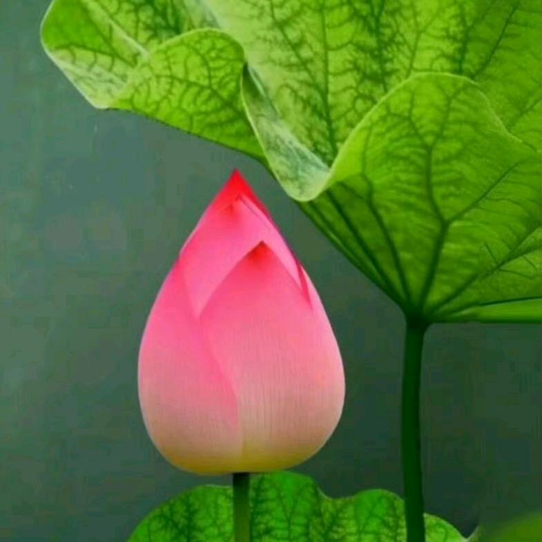 宿州桃花谷