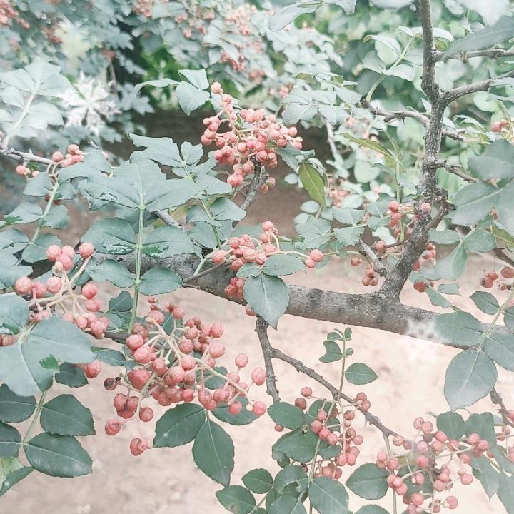 齐