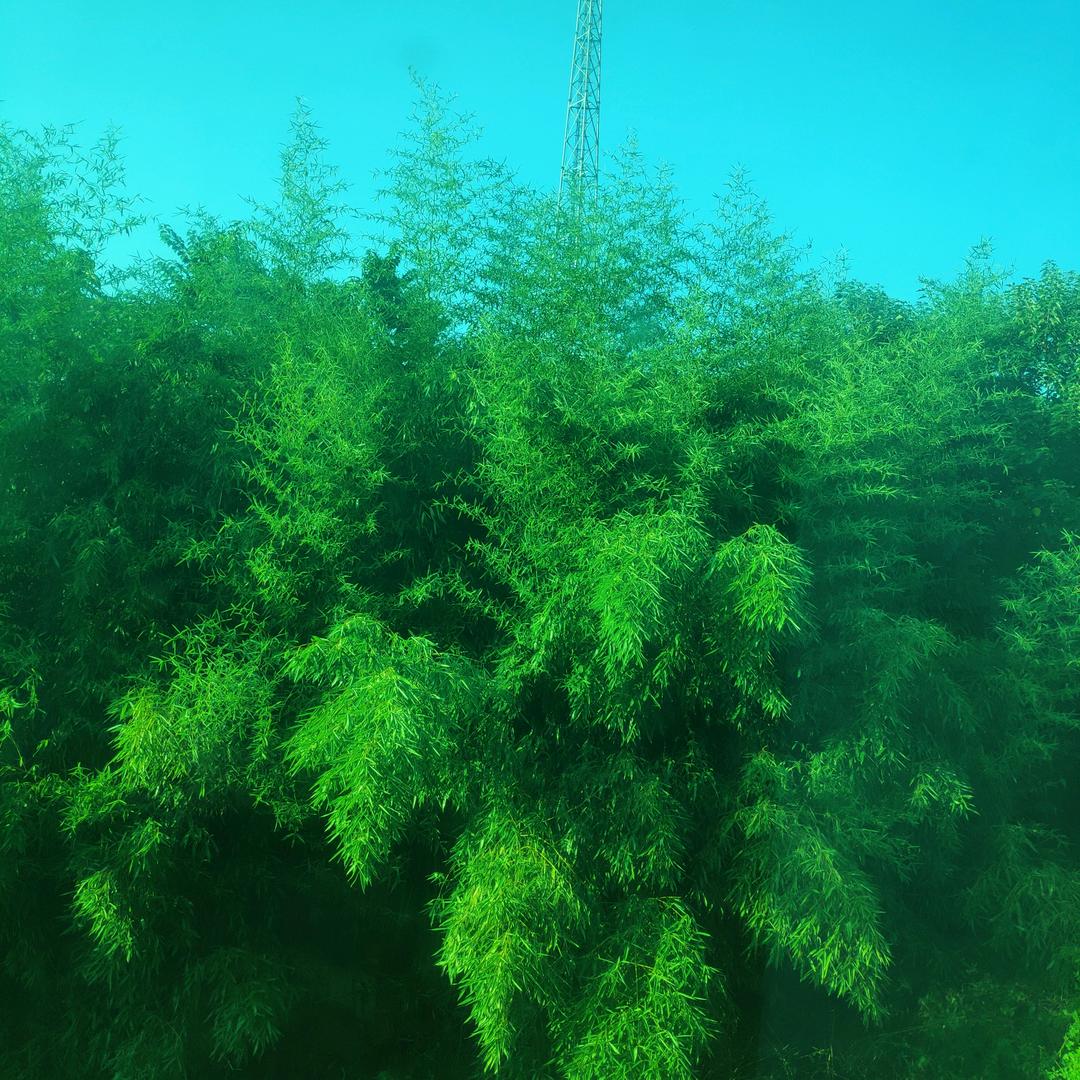郑大奖