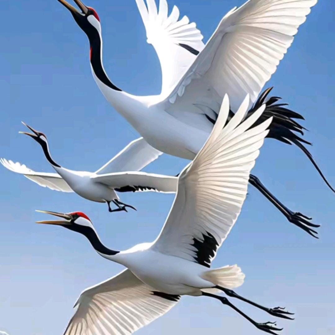 平常心٩(￥A￥)۶