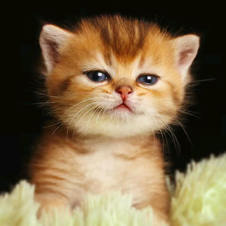 猴子与舌