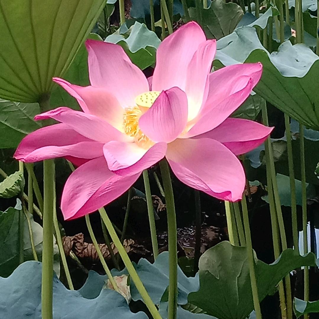 河花仙子
