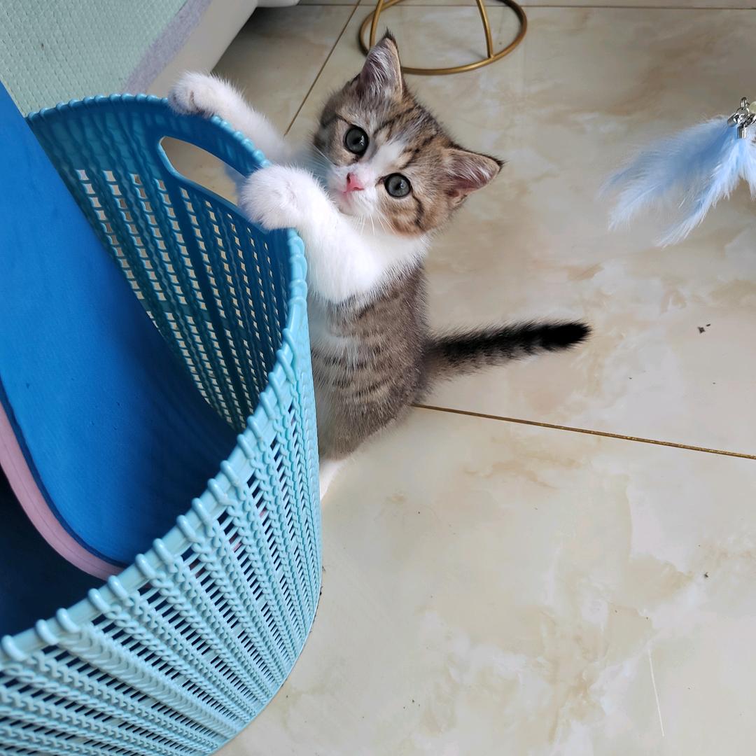 小🐱福兜兜成长记