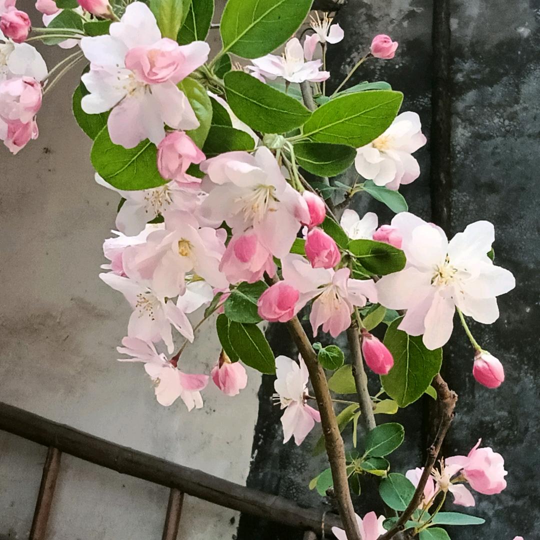 清风