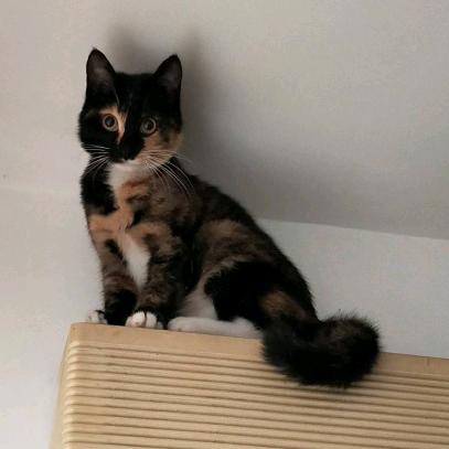 慵懒的猫咪