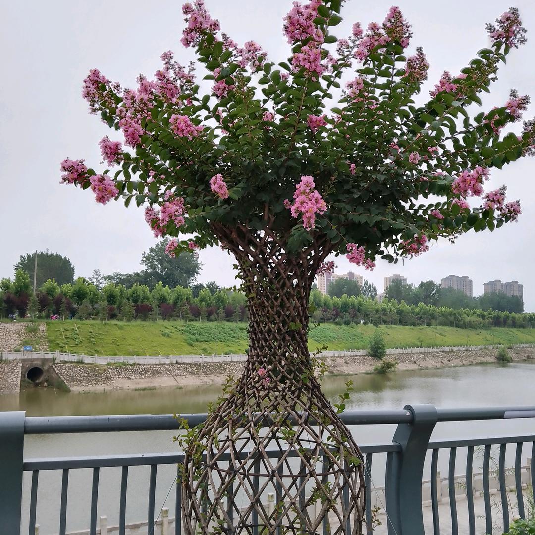 一帆风顺（周）