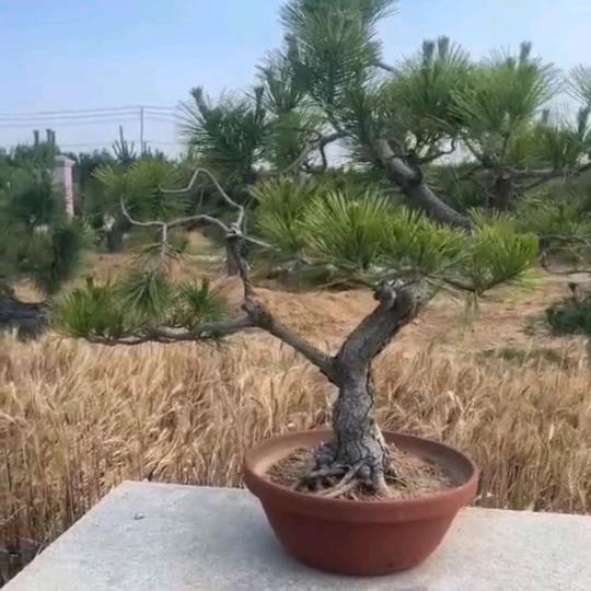 颜氏园艺精选