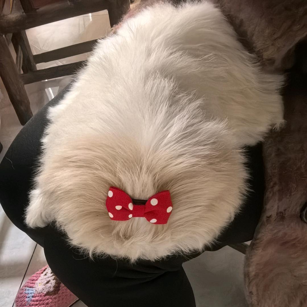 香香的橘乡