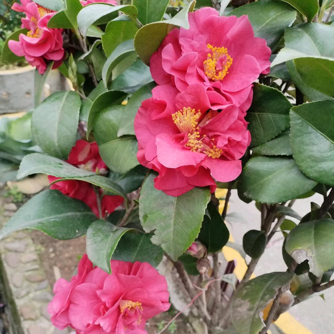 心想是陈