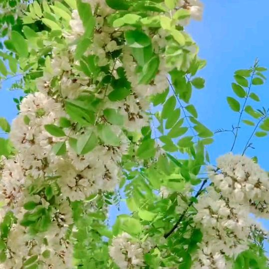 菊子