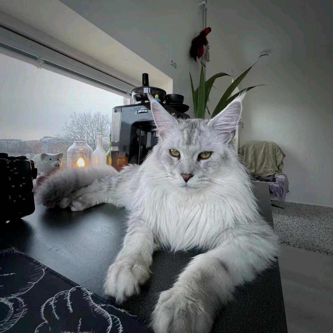 叁号宠业缅因猫