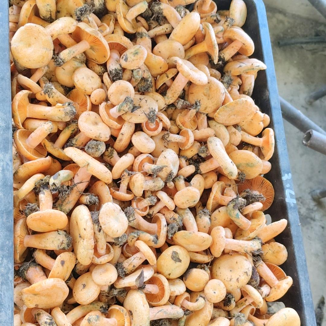 龙山小彭菌子。