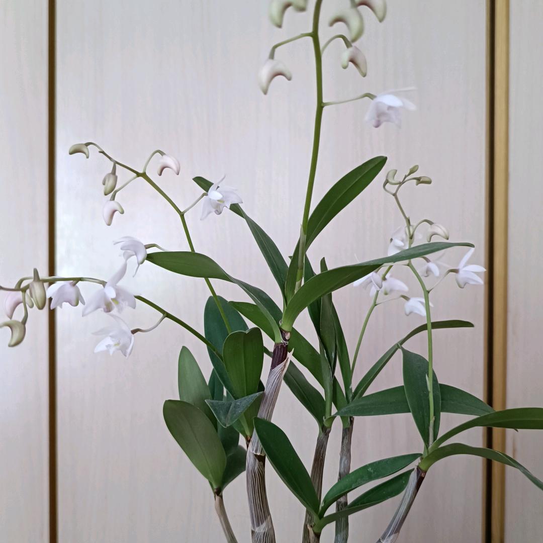 云想衣裳花想容