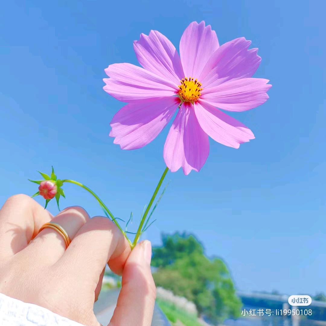 娟娟吖