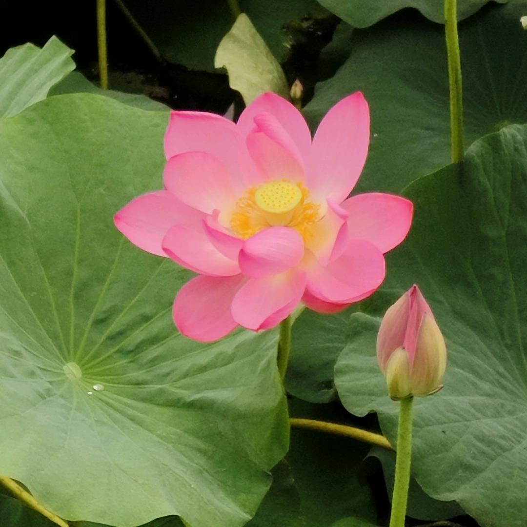 宽甸冰泉头像