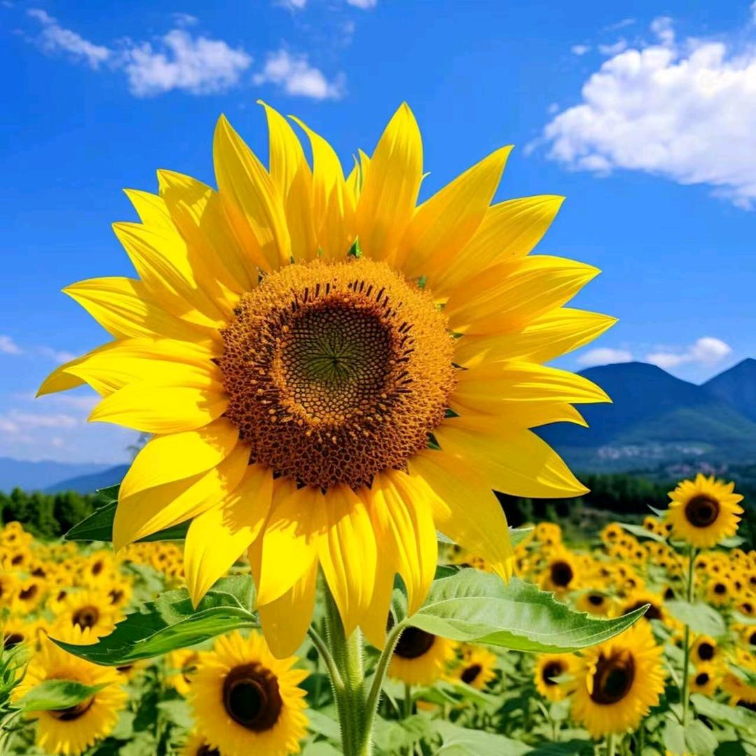 看太阳唱东方红家家开心