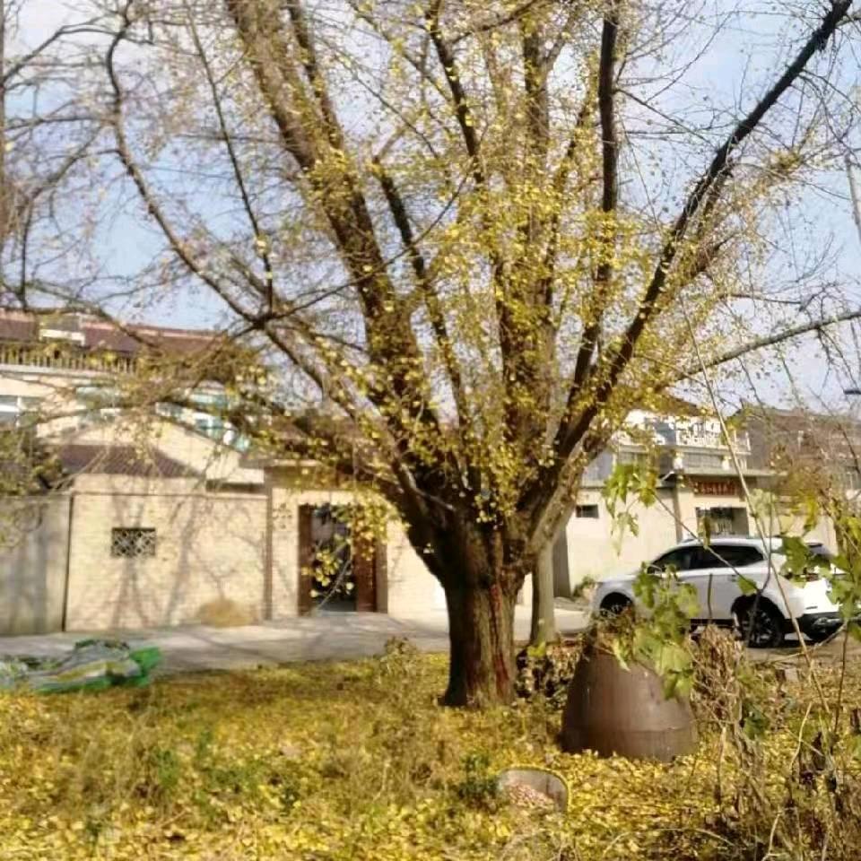 山东佳信园林绿化有限公司