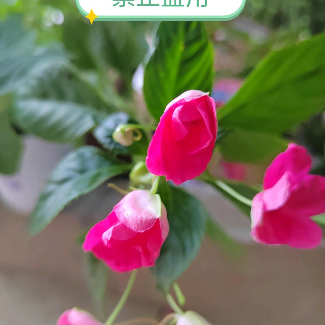 平姐爱养花