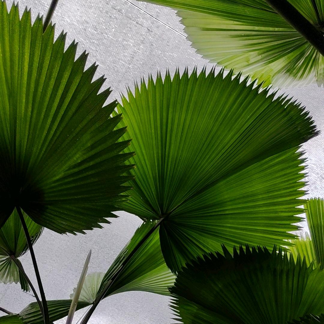 四季绿植基地批发零售