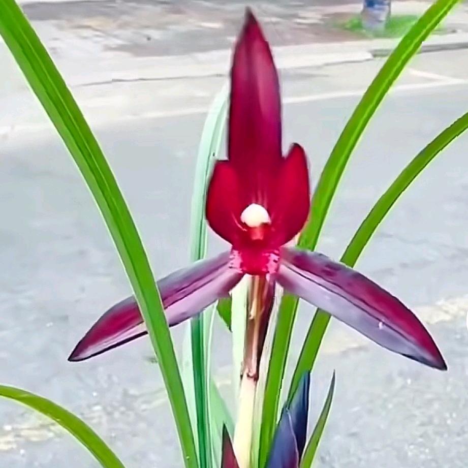 黔南花卉