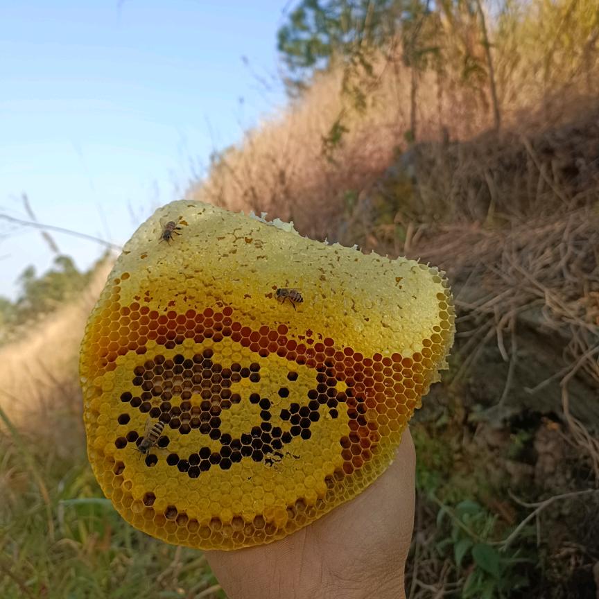 蜜蜂的蜜蜜