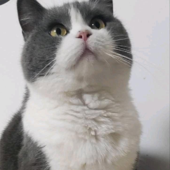 胖阿姨的猫