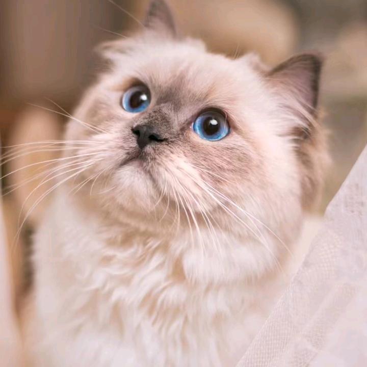 阿香婆