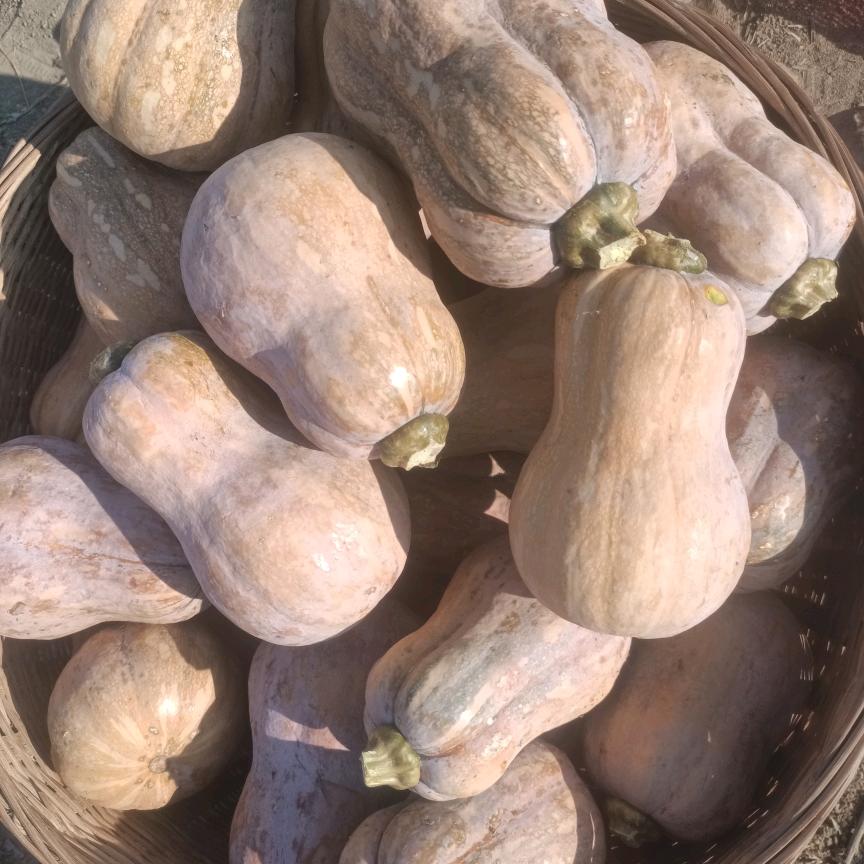 供应各种南瓜