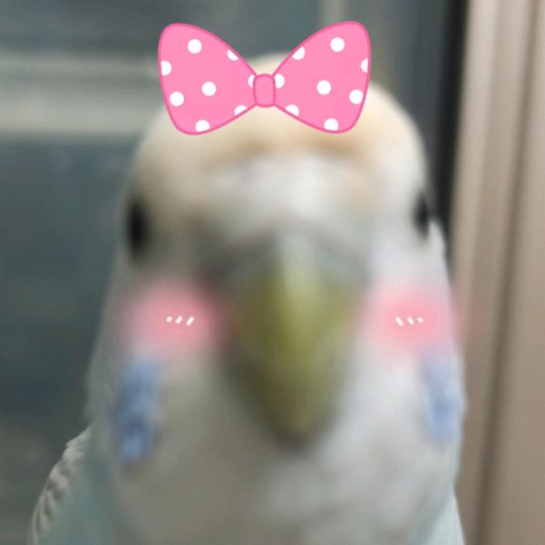 飞天小鸡