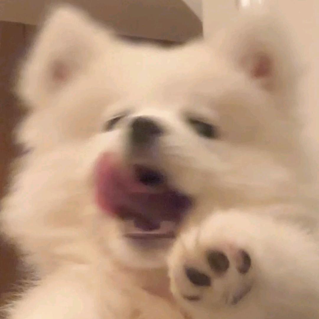 飞饼也会飞