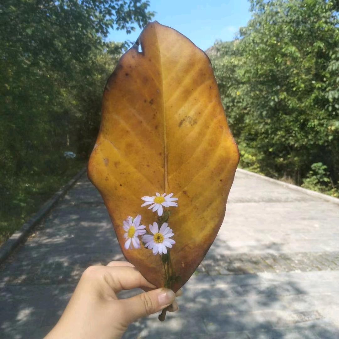 向阳的小花朵