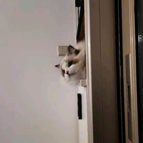 两只猫猫头