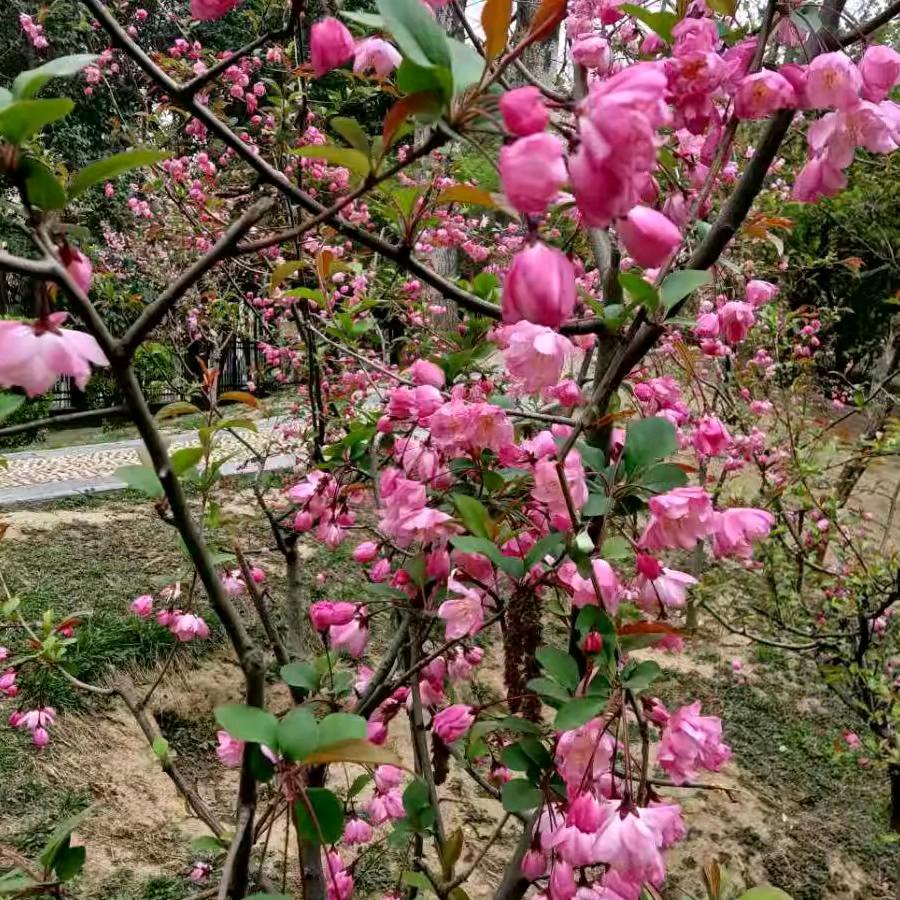 平安泉