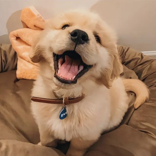 我爱小鸡毛