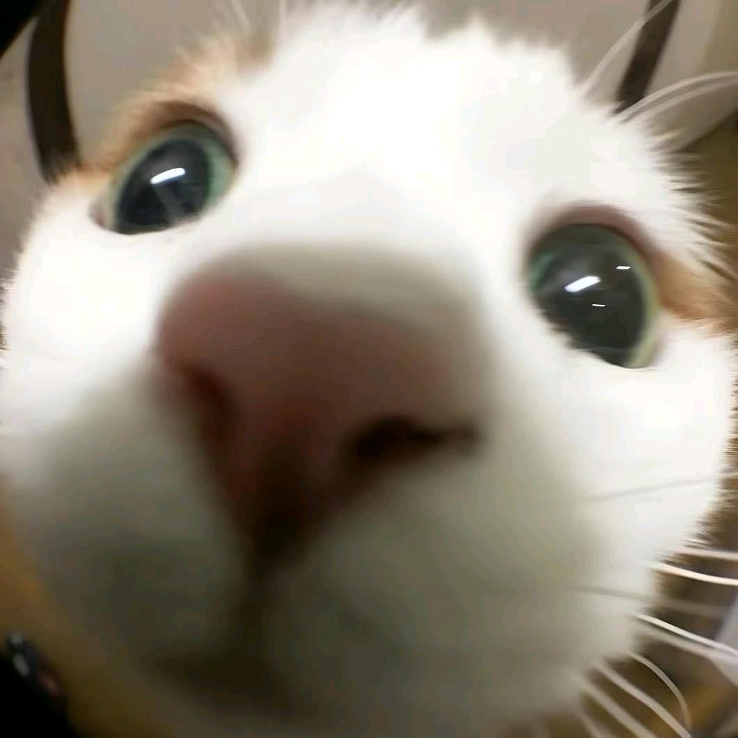 上晚自习的🐱